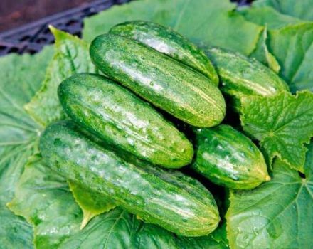 Characteristics and description of the temp cucumber variety, its yield