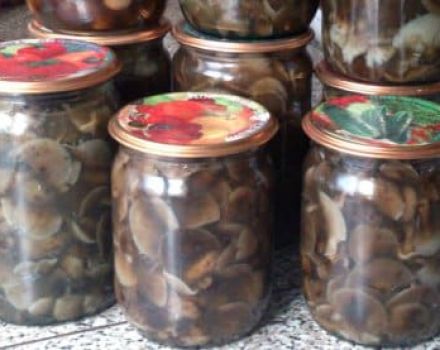 TOP 10 recipes for pickling barn mushrooms at home for the winter