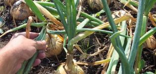 The timing of harvesting onions in the Urals, the time when to dig