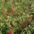 Description of shrub cherry varieties, planting and care, growing rules