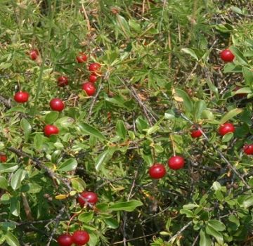 Descripción de las variedades de cereza arbustiva, plantación y cuidado, reglas de cultivo.