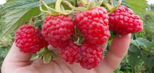 Description and characteristics of the Maroseyka raspberry variety, cultivation and care