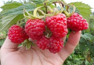 Description et caractéristiques de la variété de framboises Maroseyka, culture et entretien