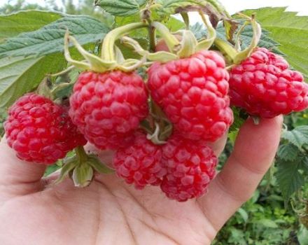 Description et caractéristiques de la variété de framboises Maroseyka, culture et entretien