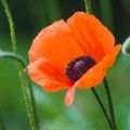 Description of the types and varieties of garden poppy, planting and care in the open field