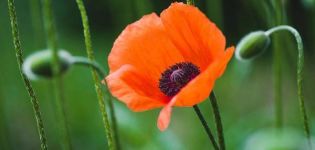 Description of the types and varieties of garden poppy, planting and care in the open field