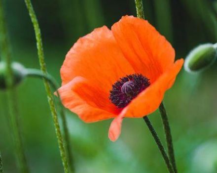 Description des types et variétés de pavot de jardin, plantation et entretien en plein champ