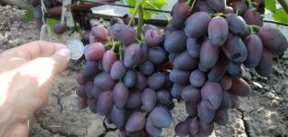 Description and characteristics of Krasotka grapes, ripening and care