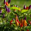 Growing and caring for ornamental peppers at home