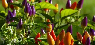 Growing and caring for ornamental peppers at home