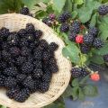 Description of the best varieties of blackberries and features of choice for different regions