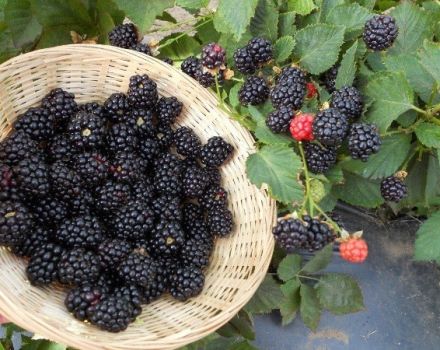 Description of the best varieties of blackberries and features of choice for different regions