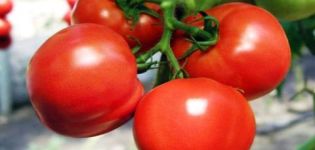 Characteristics of the tomato variety Major and features of agricultural technology