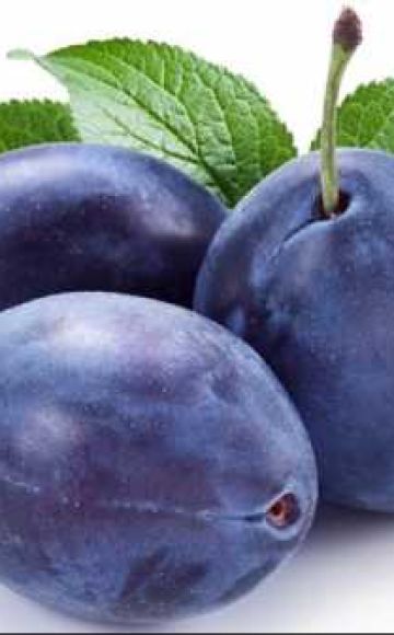 Kapan dan cara terbaik untuk memindahkan plum ke tempat baru - pada musim luruh atau musim bunga