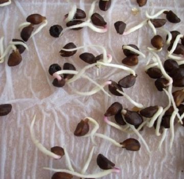 ¿Cuáles son los beneficios y daños de los frijoles germinados para el cuerpo humano?