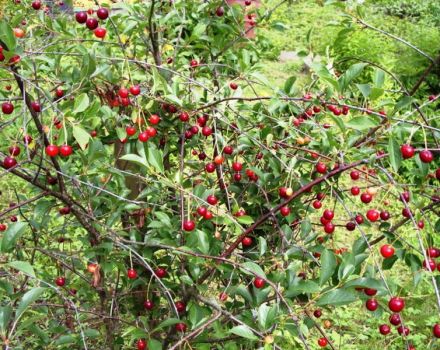 Descripción y características de la variedad de cereza Amorel rosa, historia y reglas de cultivo.