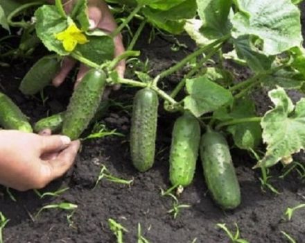 The best varieties, rules for planting and growing cucumbers in the open field in Siberia