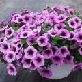 Variedades de petunias Easy Wave con descripción, plantación y cuidado.