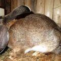 Comment se comporte le lapin avant le nid et combien de jours il faut pour préparer le nid