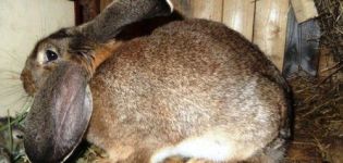 Comment se comporte le lapin avant le nid et combien de jours il faut pour préparer le nid