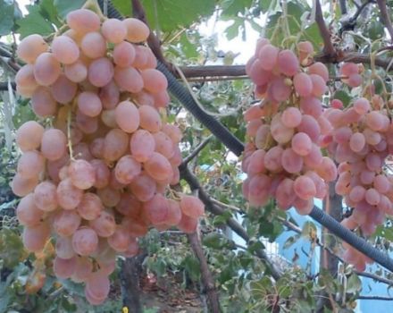 Characteristics of the Taifi grape variety, cultivation features and a description of the yield