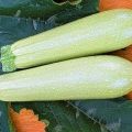 Description of the zucchini variety Iskander f1, cultivation features and yield