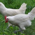 Penerangan dan peraturan untuk memelihara ayam baka Bress Galskaya