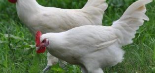 Description et règles d'élevage des poulets de la race Bress Galskaya