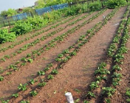 Pros y contras de cultivar papas según el método Mittlider, cómo plantar correctamente