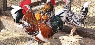 Description and rules for keeping the dwarf breed of chickens Bentamki