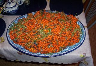 Paano at kailan upang mangolekta ng sea buckthorn, pang-industriya at mga gawang bahay