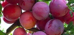 Description of the plum variety Starter, pollinators, cultivation and care