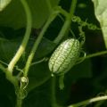 Description of the African Melotria cucumber variety, its features, properties and growing rules