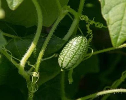 Description of the African Melotria cucumber variety, its features, properties and growing rules