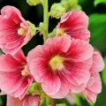 Cómo plantar, cultivar y cuidar la malva, ¿necesitas podar para el invierno?