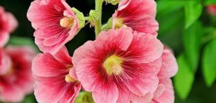 How to plant, grow and care for mallow, do you need to prune for the winter