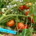 Varieti tomato terbaik dan paling produktif untuk jalan tengah di ladang terbuka dan rumah hijau