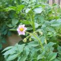 The reasons why potatoes do not bloom, what to do to have a harvest?