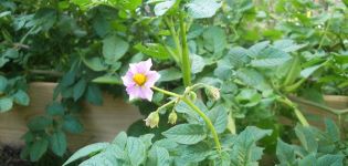 The reasons why potatoes do not bloom, what to do to have a harvest?