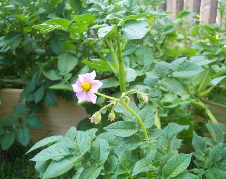 Les raisons pour lesquelles les pommes de terre ne fleurissent pas, que faire pour avoir une récolte?