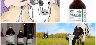 Instructions for use of Nitox 200 for cattle, dosage and contraindications