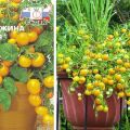 Description of the variety of tomatoes Pearl yellow and cultivation features