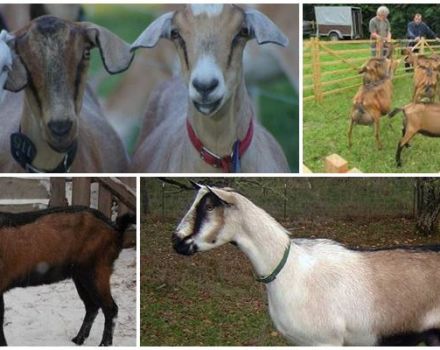 Penerangan mengenai baka dan ciri kambing beraneka jenis Jerman, penjagaan dan tempat membeli