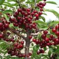 Características de la variedad de cereza Turgenevka, descripción de plantación y cuidado y polinizadores.