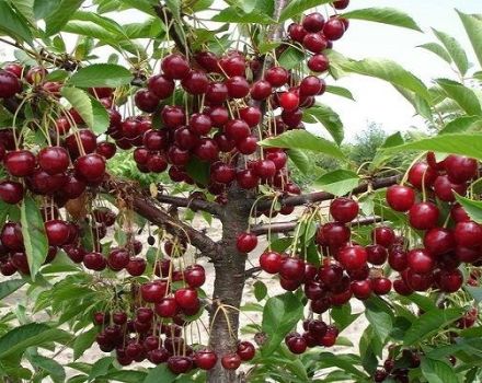 Características de la variedad de cereza Turgenevka, descripción de plantación y cuidado y polinizadores.