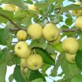 Description et caractéristiques de la variété de pomme Ural Nalivnoe, résistance au gel et caractéristiques de culture