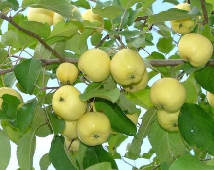 Description and characteristics of the apple variety Ural Nalivnoe, frost resistance and cultivation features