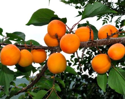 Description de la variété d'abricot Tsarsky, caractéristiques de résistance au gel, plantation et entretien