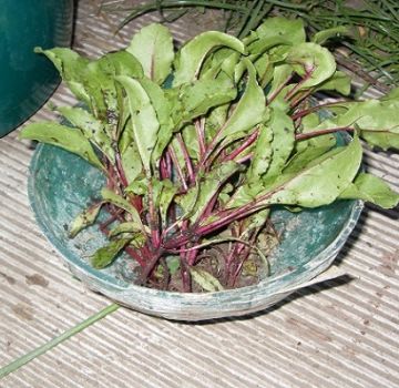 How to transplant beets after thinning in the open field