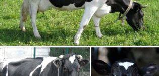 Description and characteristics of cows of the Yaroslavl breed, their pros and cons